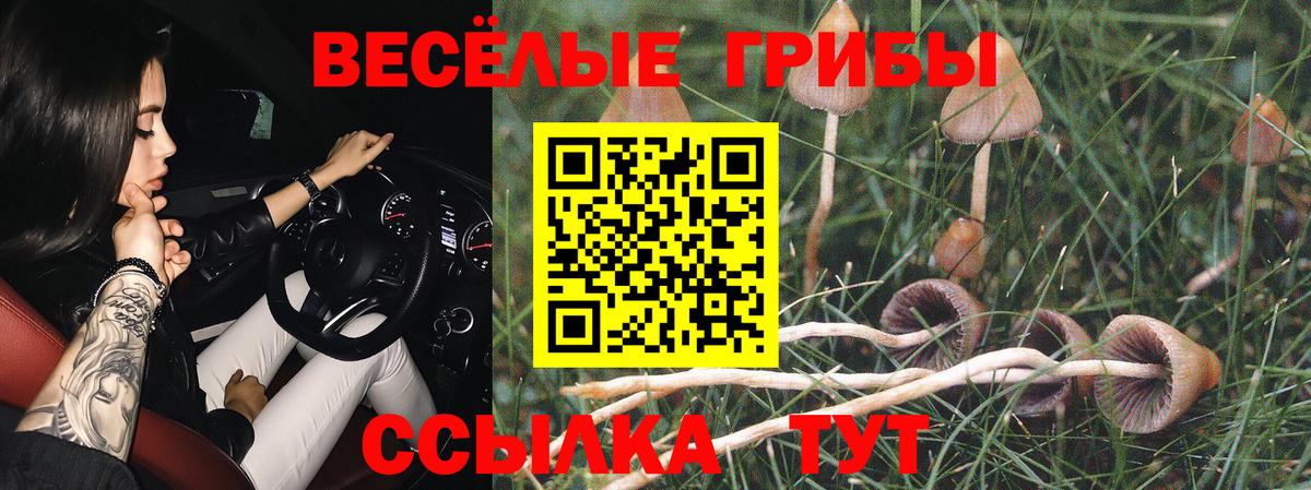 Псилоцибиновые грибы Psilocybe Большой Камень